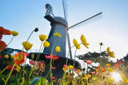 Unter einer der berühmten Windmühlen im Golden Gate Park blühen Tulpen.